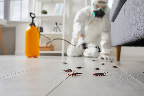 Post-Treatment Bed Bug Interceptor Monitoring in Prescott